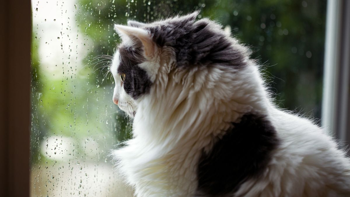 Ploi slabe și intensificări ale vântului în mai multe raioane ale țării. Prognoza meteo pentru ziua de 14 mai