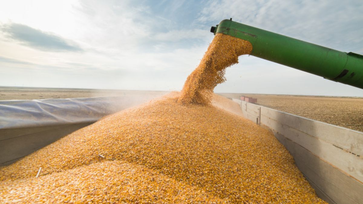 Regimul de licențe la importul cerealelor și oleaginoaselor a fost extins până la 31 decembrie 2025
