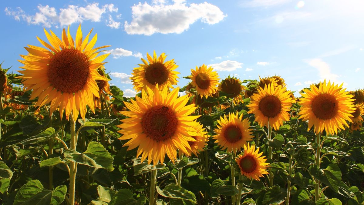 Săptămâna începe cu cer variabil și temperaturi caniculare. Câte grade se vor înregistra pe 7 iulie