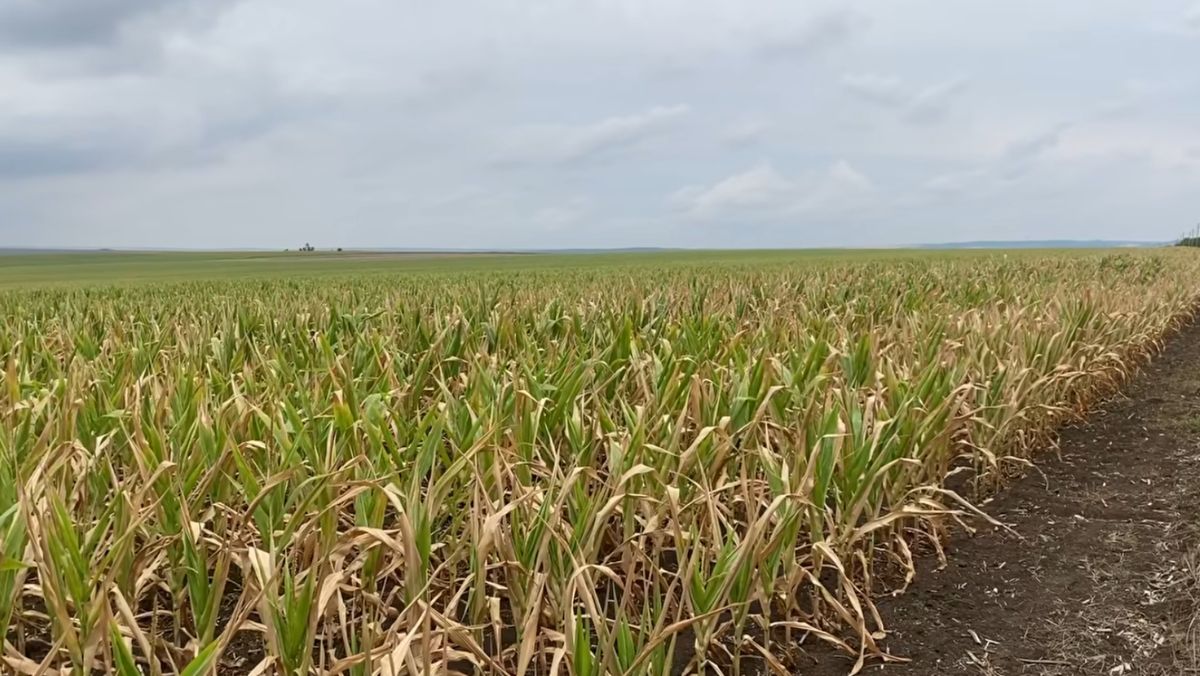 Membrii Asociației „Forța Fermierilor”, îndemnați să doneze semințe pentru agricultorii din Căușeni și Ștefan-Vodă