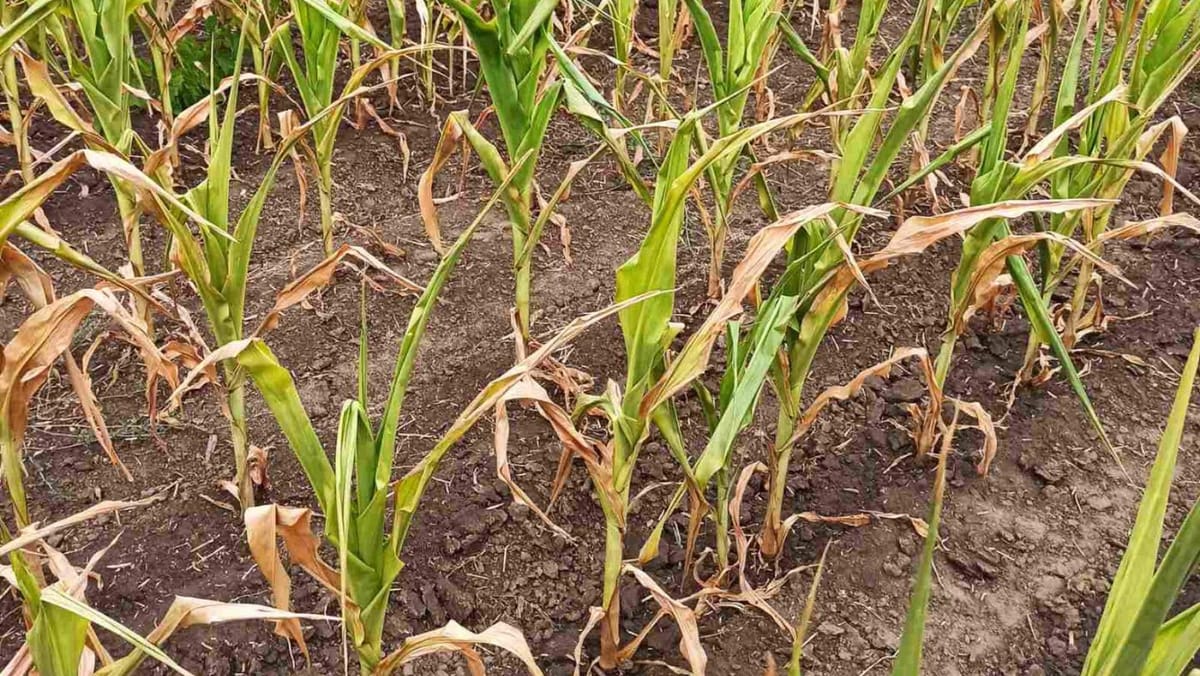 Încă un raion din sudul țării solicită declararea stării de urgență în agricultură