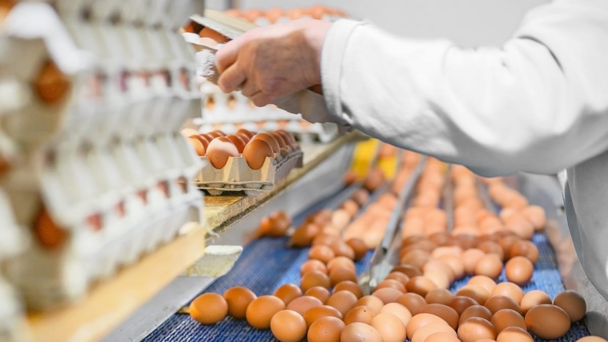 În prima jumătate a anului curent, producătorii din R. Moldova au exportat aproape 11 milioane de ouă către UE
