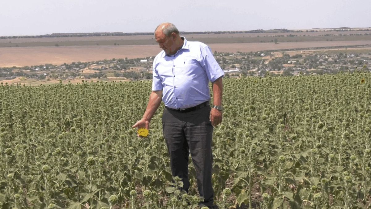 Consiliul Raional Ștefan Vodă a solicitat declararea stării de urgență în agricultură. Precizările MAIA