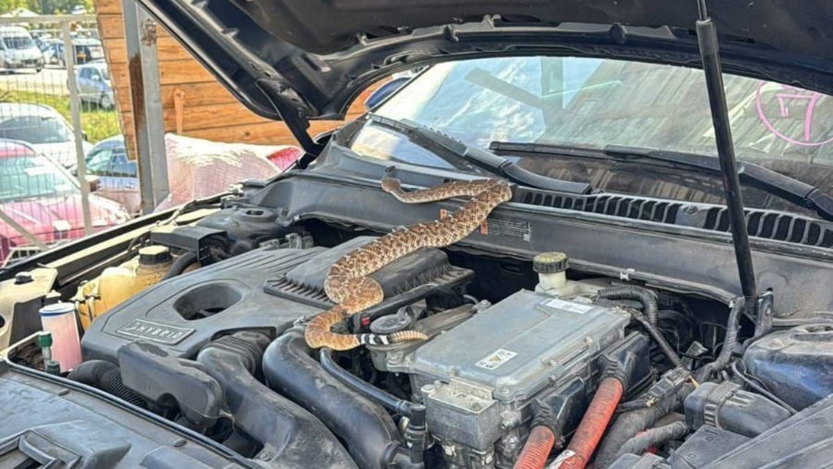 Un șarpe veninos, descoperit într-un automobil importat din SUA