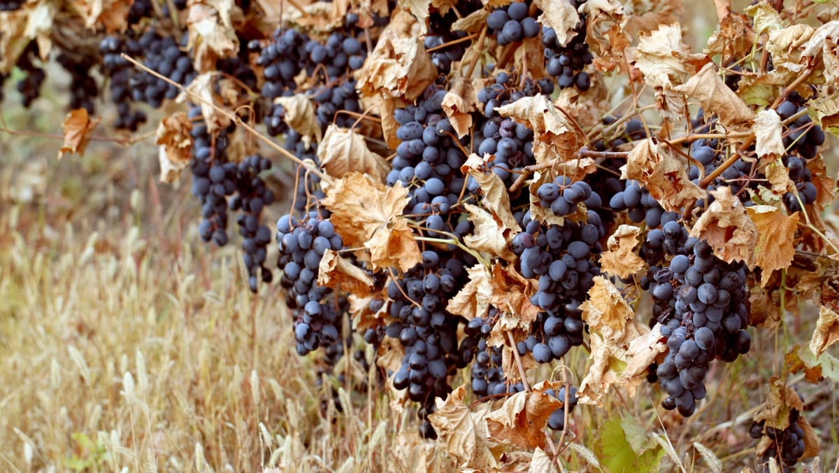 Vreme posomorâtă și maxime de +14 de grade Celsius. Prognoza meteo pentru ziua de 2 octombrie