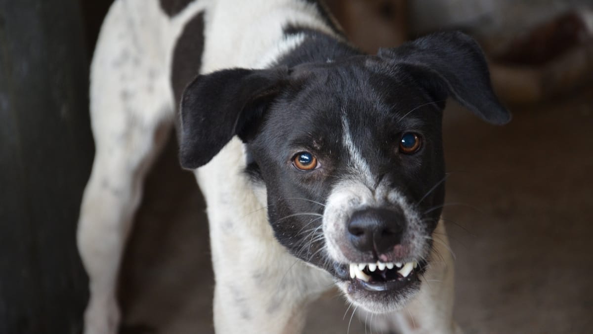 Un focar de rabie la câine a fost înregistrat în localitatea Tîrzieni din raionul Orhei