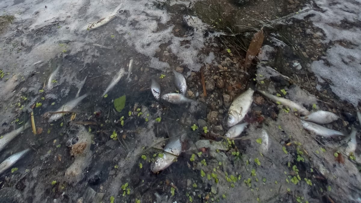 Râul Răut, grav poluat în zona Orheiului Vechi. Recomandări pentru populație
