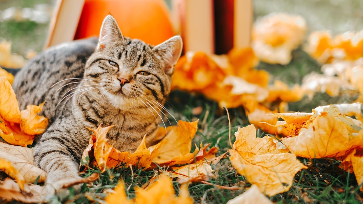 Vreme frumoasă și maxime de 18 grade Celsius. Prognoza meteo pentru ziua de 17 octombrie