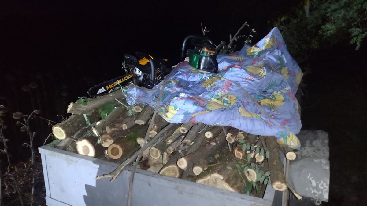 Defrișări ilegale în raionul Rîșcani. Mai multe persoane au fost prinse în flagrant