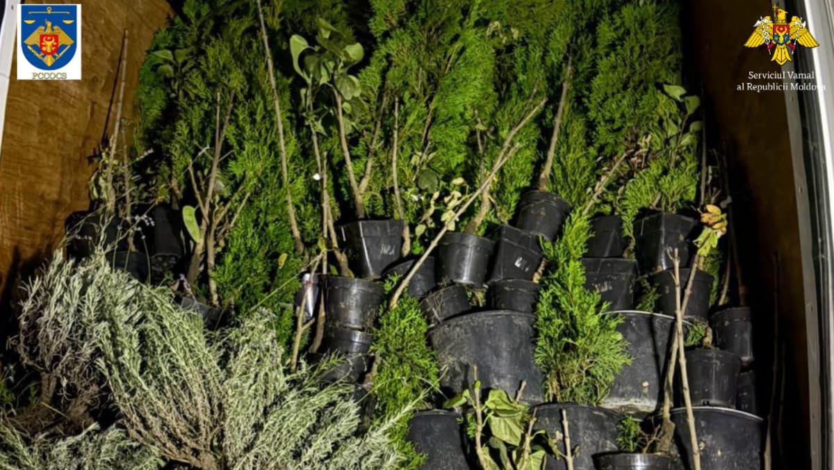 Captură de aproape două milioane de țigări la Lipcani. Erau ascunse printre plante decorative