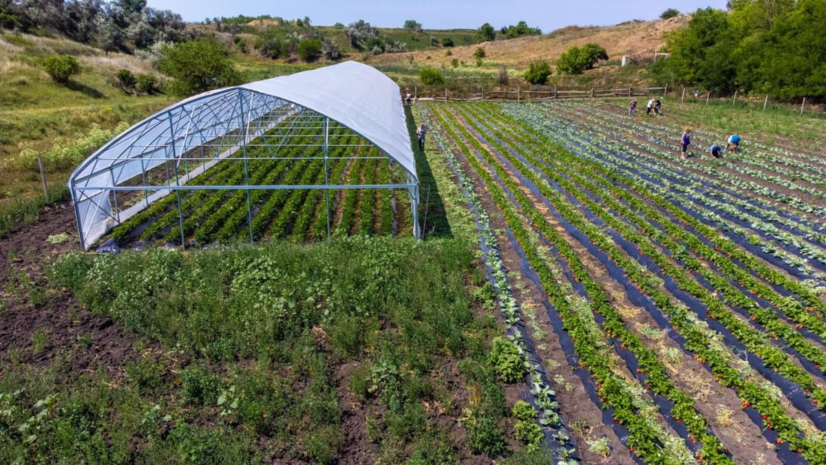 Fermierii din mediul rural pot accesa credite de până la 150.000 de euro pentru modernizarea serelor agricole