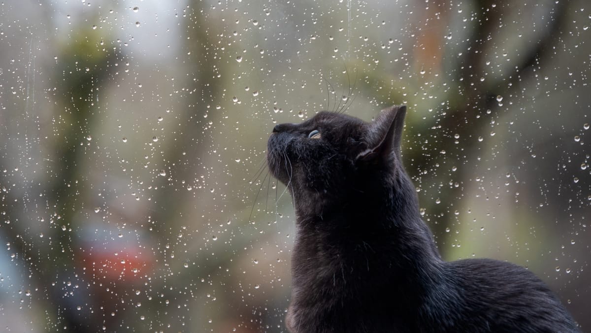 Vreme posomorâtă și ceață densă în mai multe zone ale țării. Prognoza meteo pentru ziua de 10 noiembrie