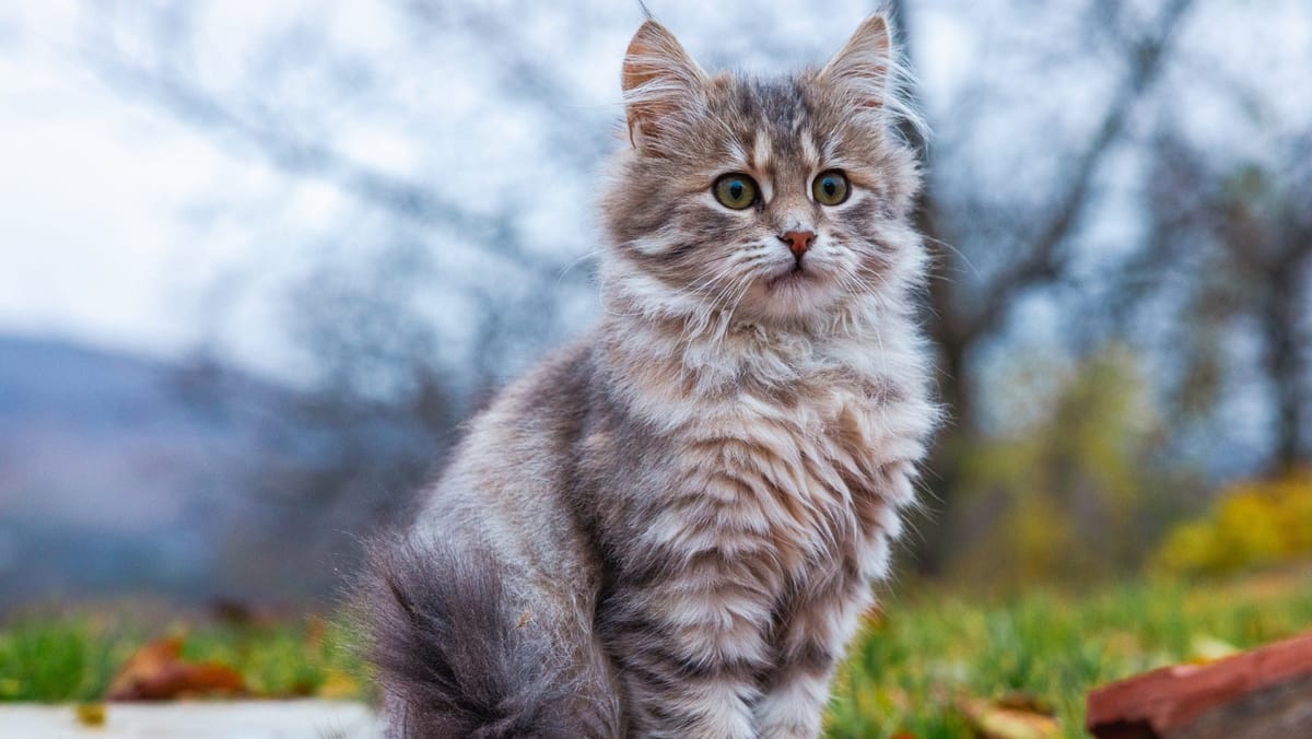 Cer variabil și maxime de +13 grade Celsius. Prognoza meteo pentru ziua de 14 noiembrie