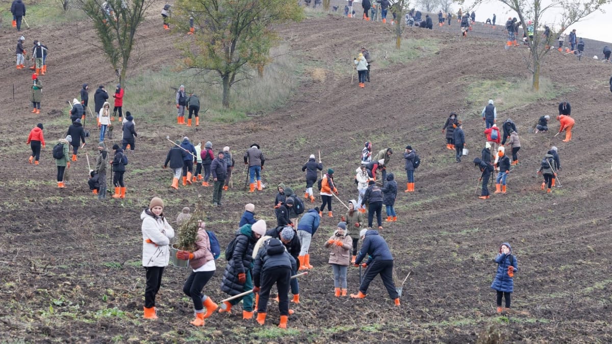 Mâine începe campania de împădurire de toamnă. Cum și unde puteți participa la plantări