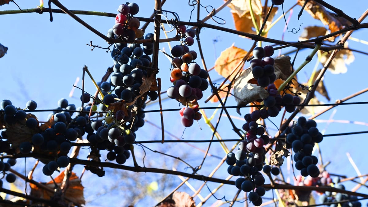 Weekendul începe cu cer variabil și maxime de +14 grade Celsius