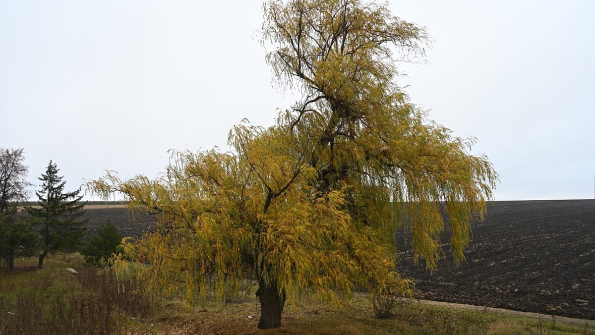 Prognoza meteo: Maxime de până la +17 grade Celsius și ploi slabe în mai multe raioane ale țării