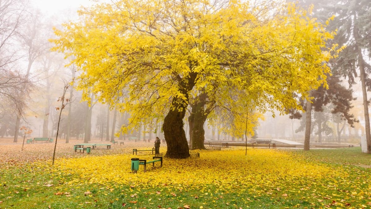 Sfârșit de noiembrie cu ploi. Prognoza meteo pentru penultima zi de toamnă
