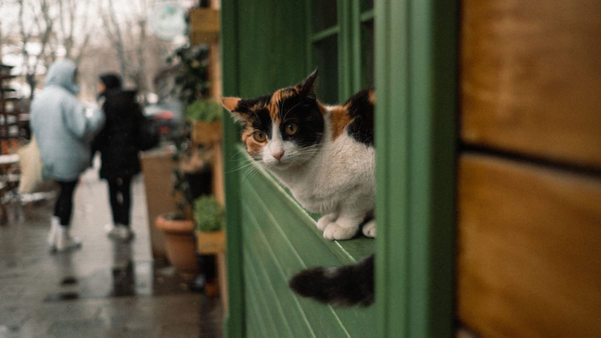 Toamna își ia rămas bun cu ploi în cea mai marte parte a țării și maxime de până la +10°C