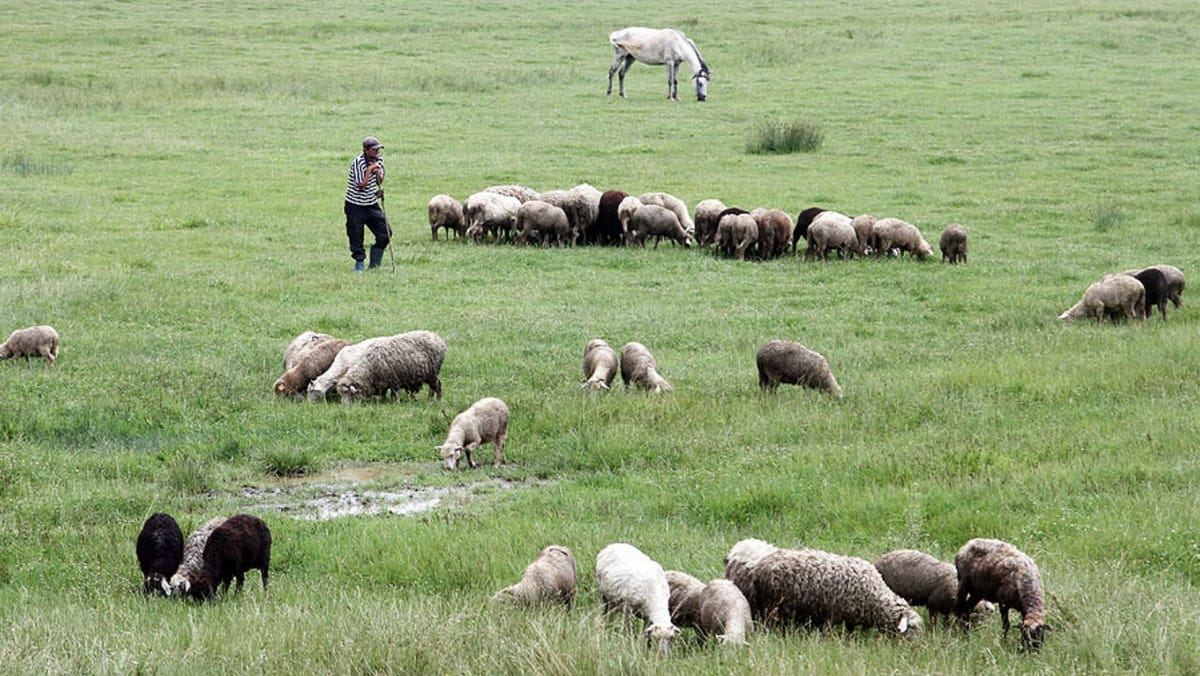 Tragedie la o stână din raionul Rîșcani. Un bărbat a fost reținut după ce și-ar fi bătut concubina până la moarte