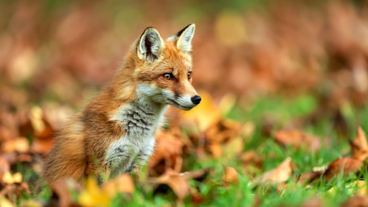 În R. Moldova au fost raportate două focare de rabie și unul de pestă porcină. Europa se confruntă cu un val de gripă aviară