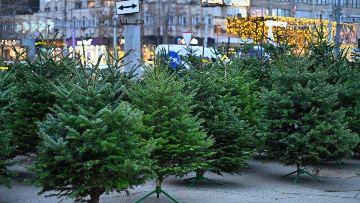 Sărbătorile bat la ușă. Din 8 decembrie, în toate sectoarele capitalei vor fi comercializați brazi