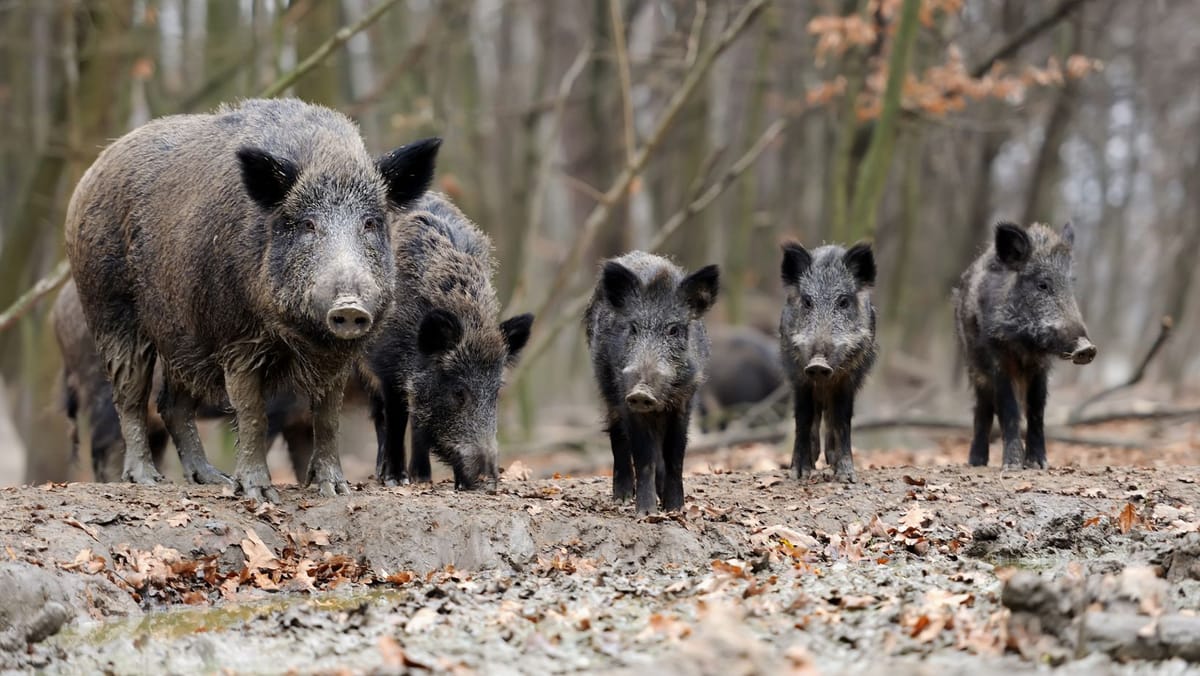 Șase localități din raionul Ialoveni, sub supraveghere. În apropierea lor a fost confirmat un focar de pestă porcină africană la mistreți