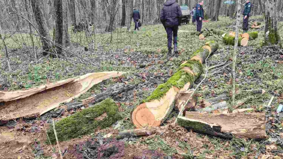 Ministrul Mediului cere demisii după tăierea ilegală a unui arbore în pădurea din Strășeni