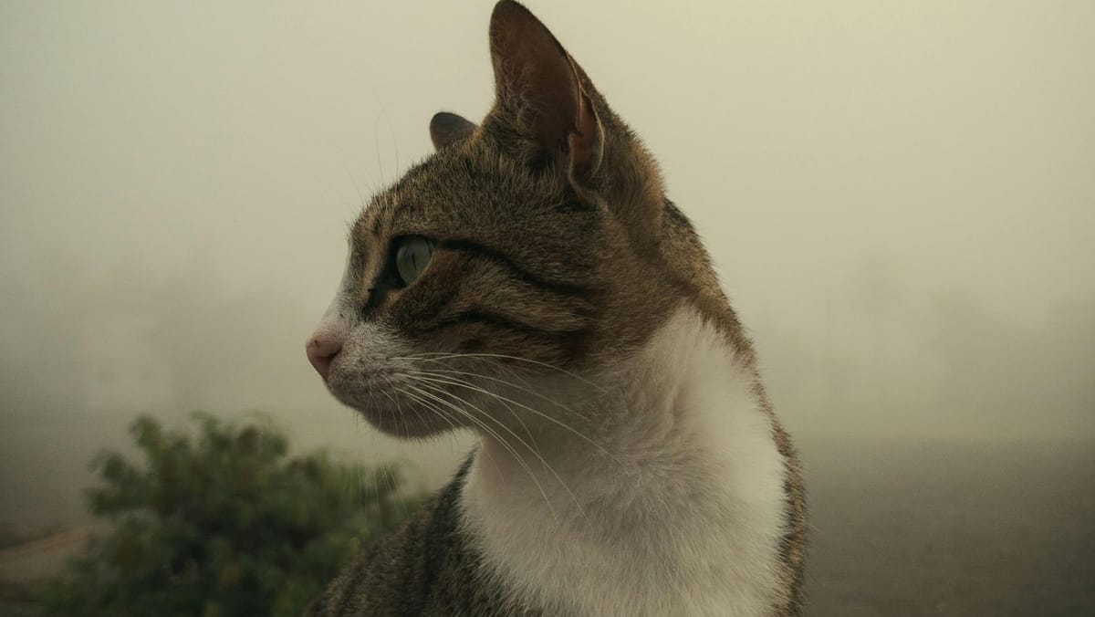 Săptămâna se încheie cu ceață în prima parte a zilei și maxime de până la +5°C