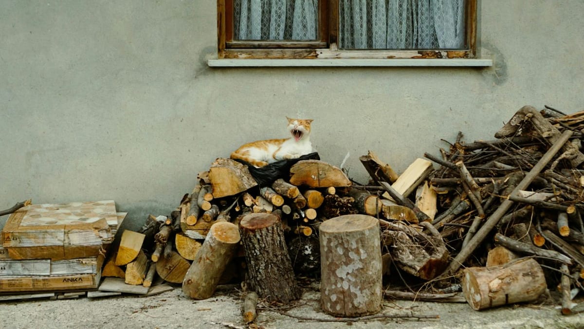 Prețul lemnelor, neschimbat? Ministrul Mediului susține că stocurile sunt suficiente pentru această iarnă