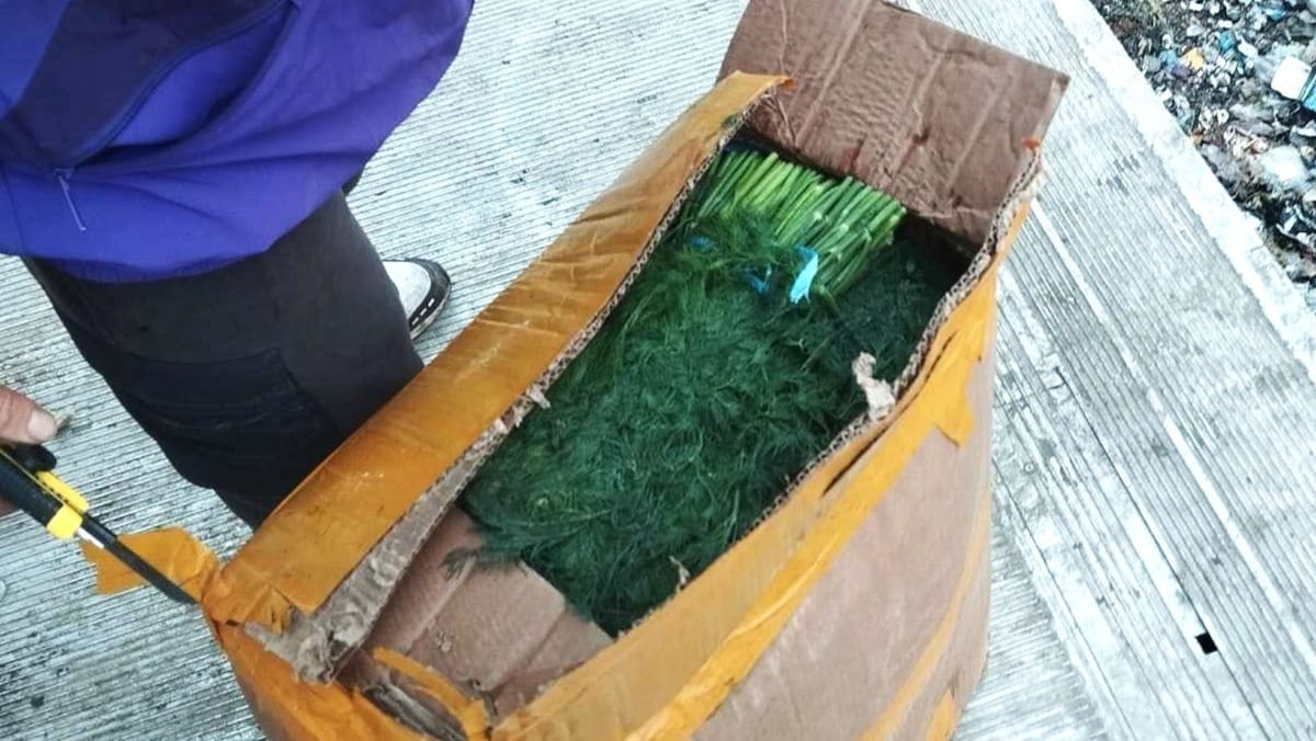 VIDEO/ Mii de tone de mărar de import - reținute și distruse. Lotul conținea o cantitate mare de pesticide