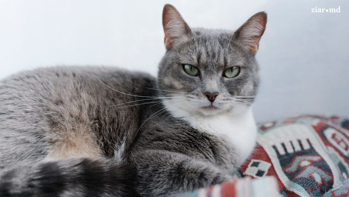 Zi de vineri fără surprize meteo. Cerul va fi variabil, iar în unele raioane se vor înregistra maxime de până la +1°C