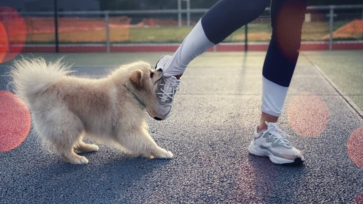 Intervenție rapidă în caz de mușcături de animale. Locuitorii Chișinăului vor beneficia de servicii antirabice mai aproape de casă