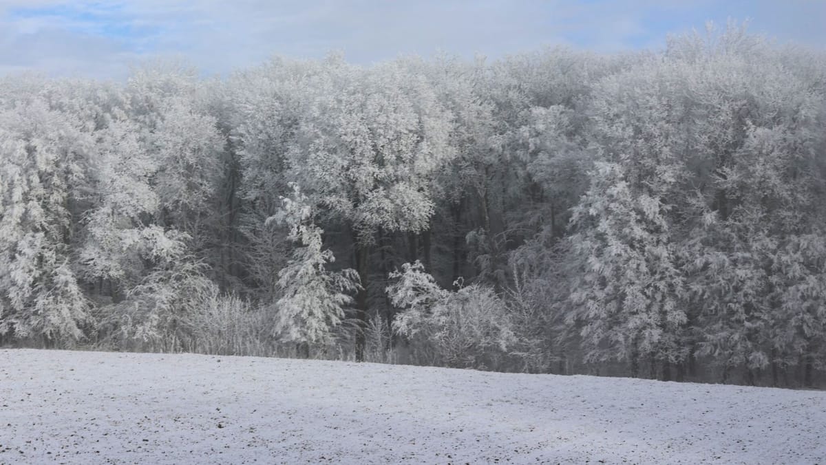 Peisaje de iarnă în pădurile Republicii Moldova, publicate de Moldsilva