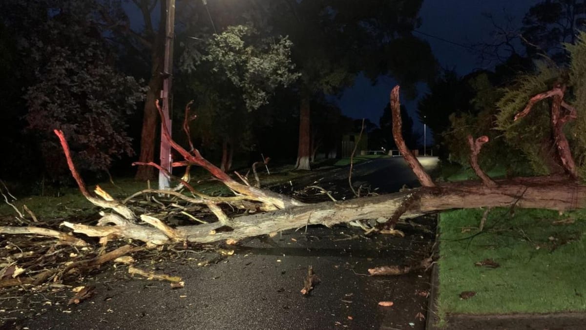 Mai mulți copaci au fost doborâți de vântul puternic. Autoritățile vin cu mai multe recomandări pentru populație