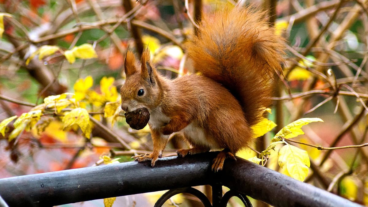 Cer acoperit de nori și vreme răcoroasă: Prognoza meteo pentru ziua de 6 decembrie