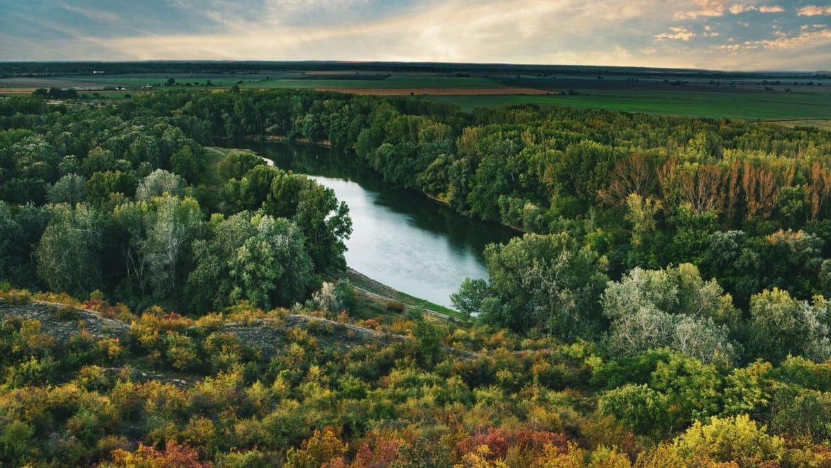 Primul pas spre o evidență clară a pădurilor. În 2026, Republica Moldova va începe Inventarul Forestier Național