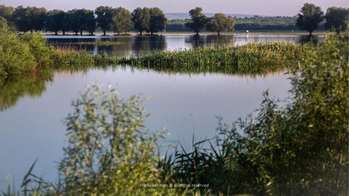 50 de hectare de pădure vor fi plantate pentru protejarea lacurilor Manta și Beleu
