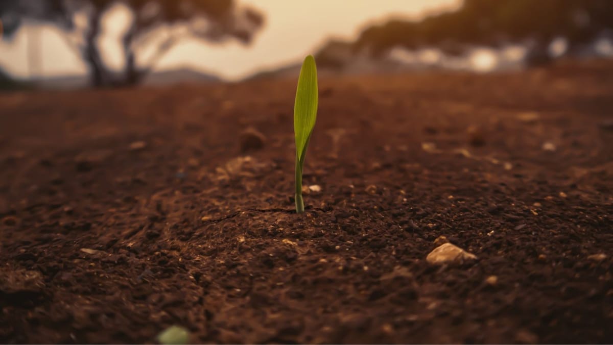 Ziua Mondială a Solului: Specialiștii recomandă echilibru între productivitate și protejarea ecosistemelor