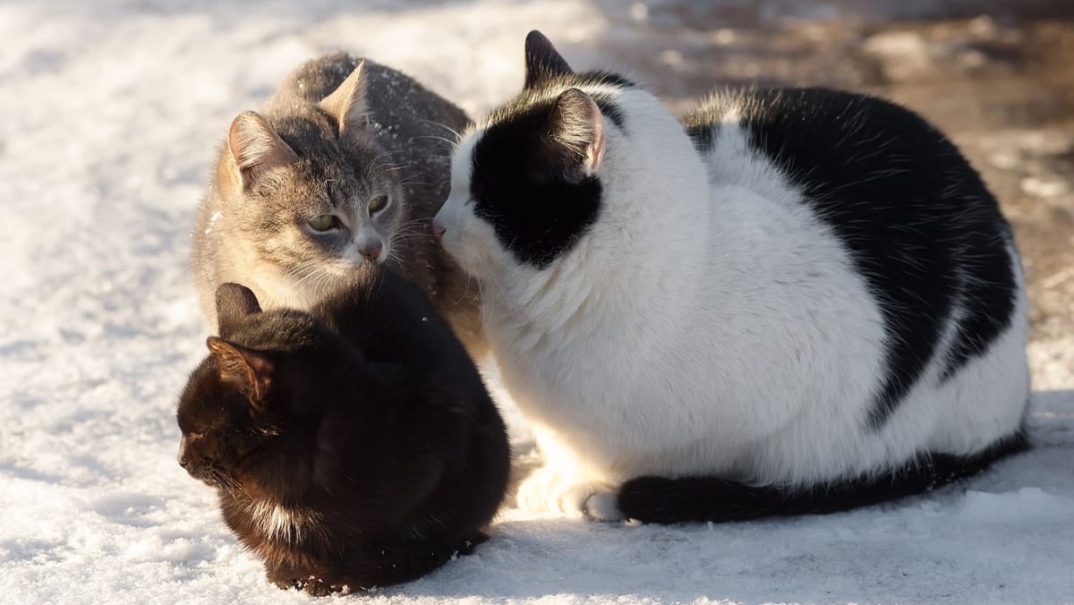 Fulgi răzleți în mai multe raioane din nord și cer noros în restul țării. Cum va fi vremea pe 12 ianuarie