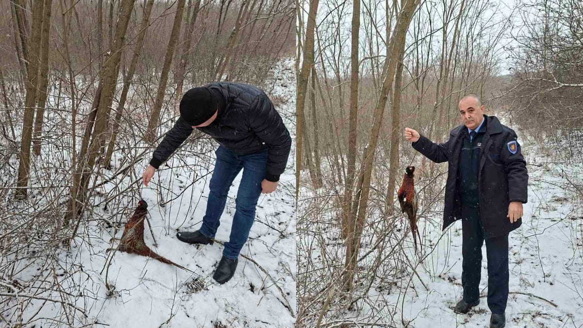 Braconaj cu lațuri depistat la Bogzești, raionul Telenești: cazurile sunt investigate