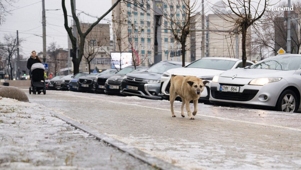 Vine viscolul! SHS a emis cod galben de intensificări ale vântului în sudul țării și parțial în zona de centru