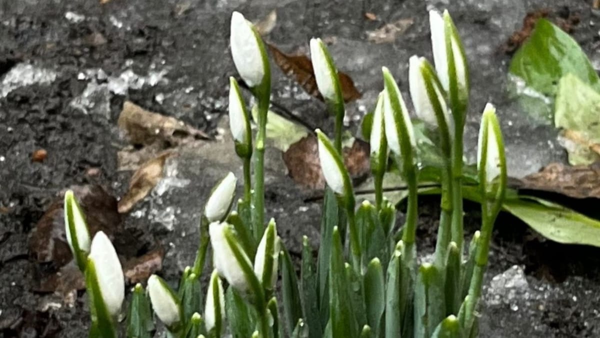 Vestitorii primăverii sfidează frigul și ghețușul: În R. Moldova au înflorit primii ghiocei
