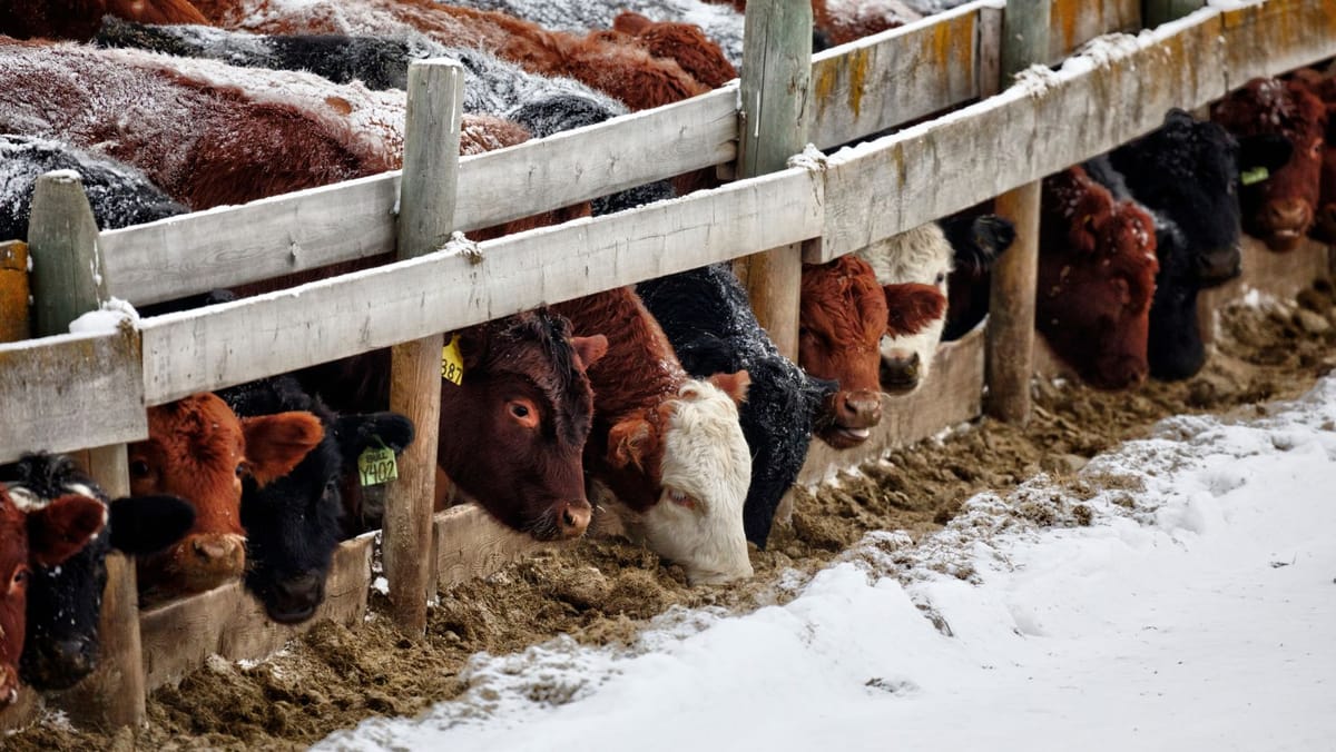 Timp de o săptămână, în țară au fost înregistrate opt focare de boli la animale, inclusiv trei de rabie la bovine