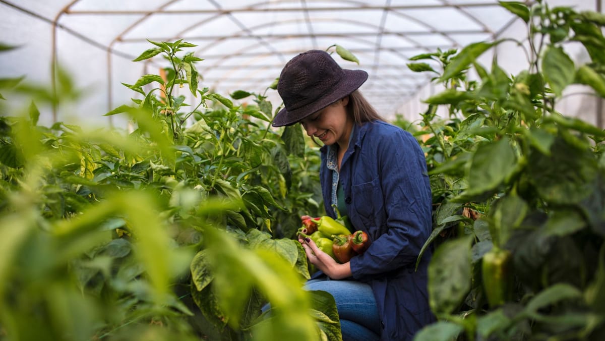 2026, Anul Internațional al Femeii Fermier. R. Moldova alocă mai mulți bani pentru afacerile agricole conduse de femei