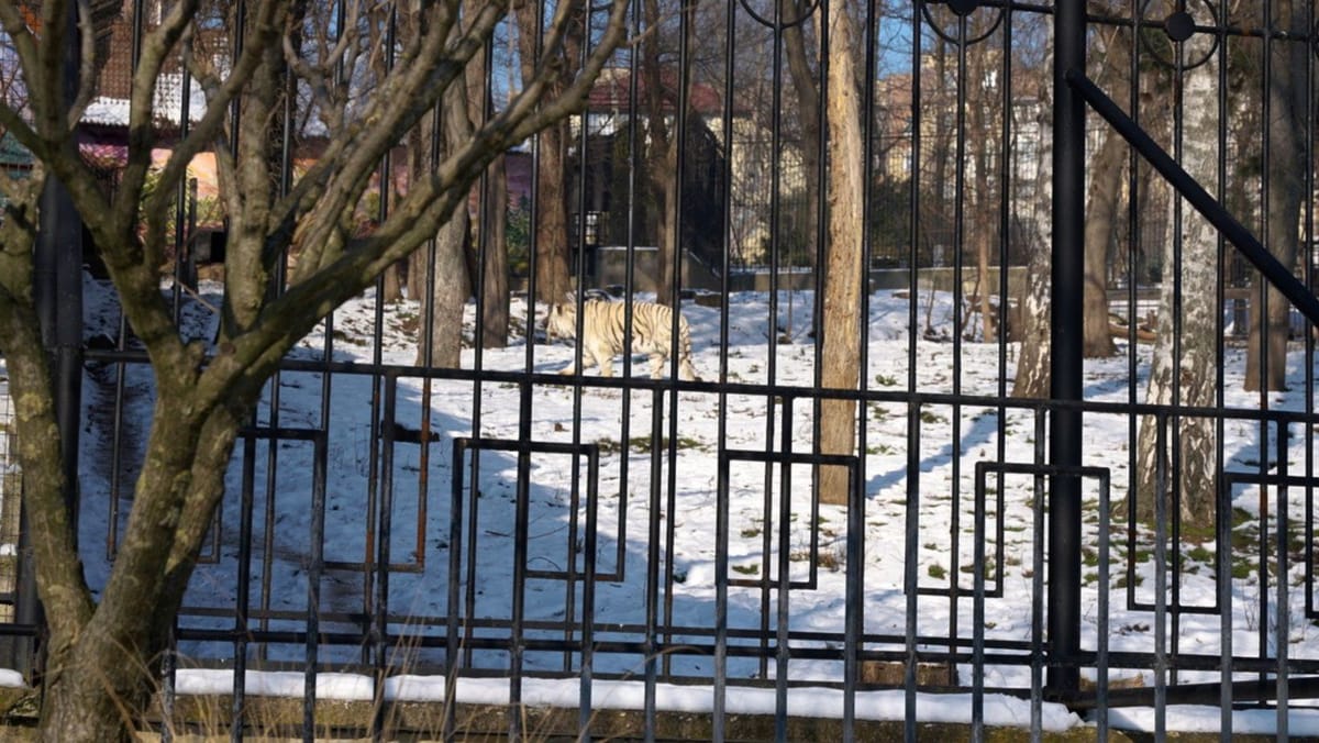 VIDEO/ Nu toate animalele se tem de ger. Cum e viața la Grădina Zoologică din Chișinău în plină iarnă