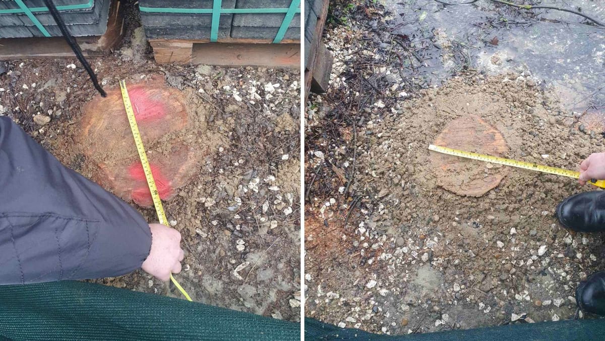 Trei copaci tăiați ilegal pe traseul Călărași-Sipoteni. Inspectorii au aplicat amenzi și au cerut recuperarea prejudiciului