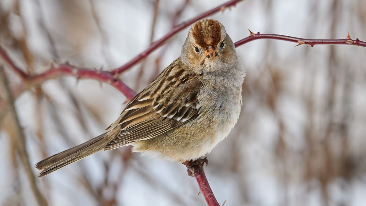 Temperaturile cresc ușor, dar ploile slabe continuă. Ce prognozează meteorologii pentru marți