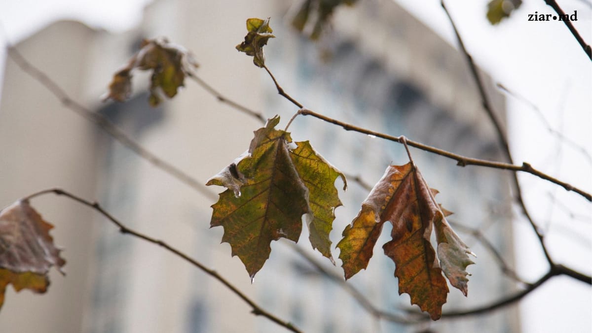 Meteorologii anunță o nouă zi cu ceață și polei. Cum va fi vremea astăzi în Republica Moldova?