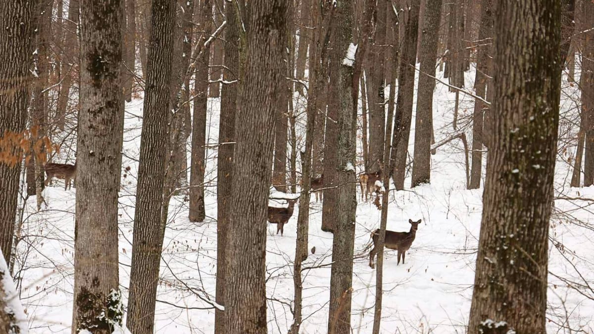 VIDEO/ Masa din inima pădurii. Cum sunt sprijinite animalele sălbatice din Strășeni să treacă peste iarnă