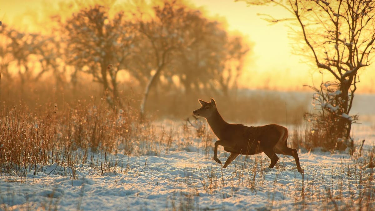 Duminică, se mai îmblânzește frigul afară. Pe alocuri se așteaptă lapoviță slabă